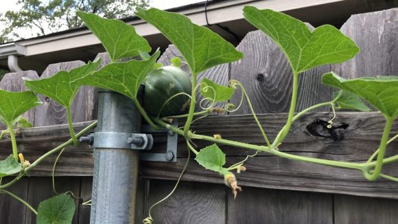 Hidden cantaloupe growing between fence post and picket July 18th 2020
