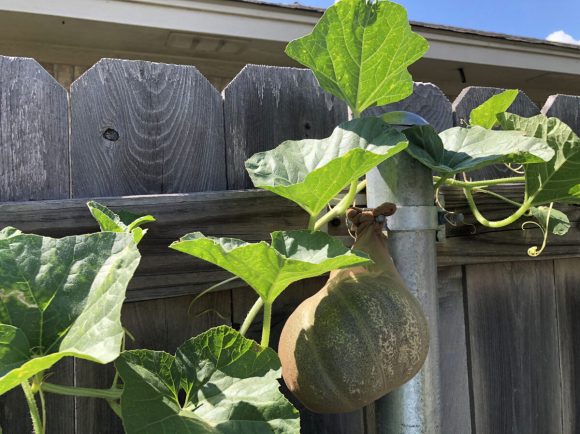Cantaloupe support using hose tied to the fence bolts July 27th, 2020